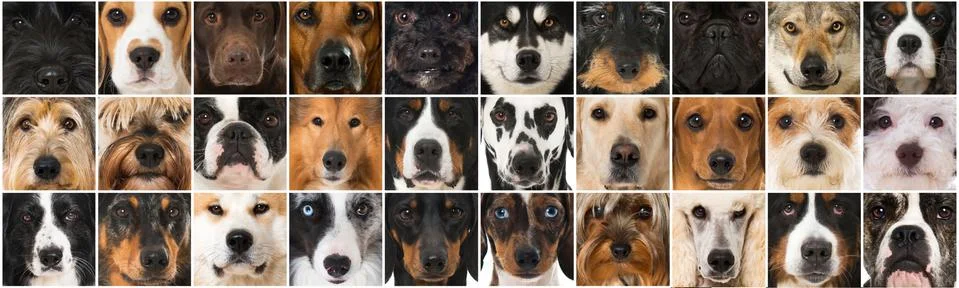 Group of breed dogs collage Stock Photos