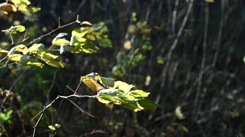 A group of bright green backlit leaves are moving quickly and a strong wind  Stock Footage 141155742
