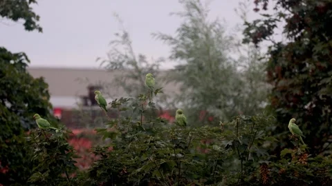 A group of bright green parakeets perched on tree branches against a misty Vídeo Stock 305634596