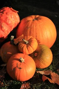 A group of bright orange pumpkins for fall decorations Stock Photos