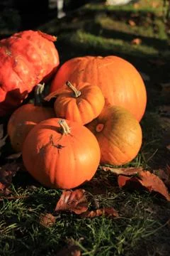 A group of bright orange pumpkins for fall decorations Stock Photos