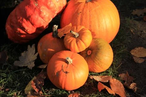 A group of bright orange pumpkins for fall decorations Foto stock