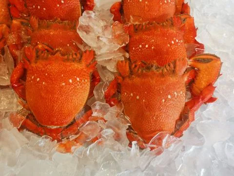 Group of bright orange spanner crabs on white ice background Stock Photos