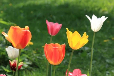 Group of bright spring different color tulips on the background of green grass Stock Photos