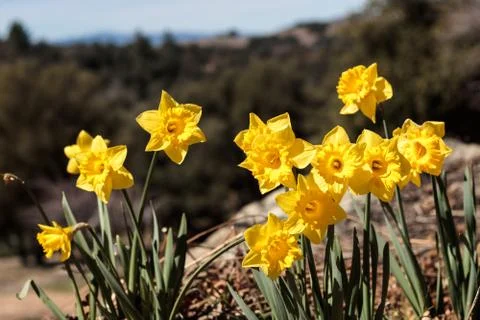 Group of bright yellow spring Easter daffodils blooming outside in springtime Stock Photos