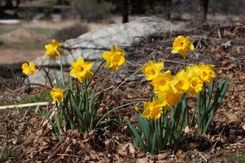 Group of bright yellow spring Easter daffodils blooming outside in springtime Stock Photos