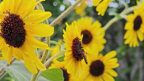 Group of Bright Yellow Sunflowers with Pollinating Honeybee. Видео 340048019