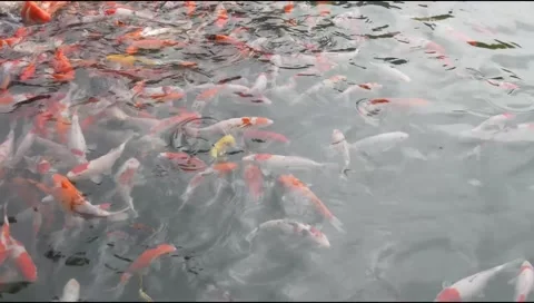 A group of brightly colored koi and goldfish swim in a clear pond Stock Footage 315190253