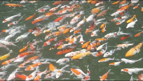 A group of brightly colored koi and goldfish swim in a clear pond Stock Footage 315190255