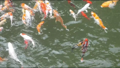 A group of brightly colored koi and goldfish swim in a clear pond Stock Footage 315190268