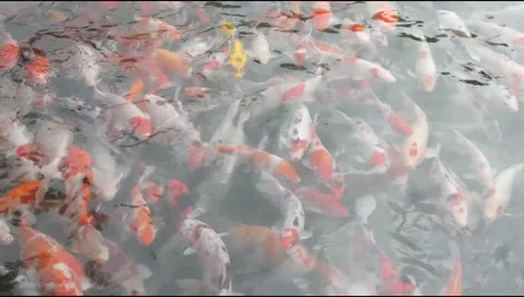 A group of brightly colored koi and goldfish swim in a clear pond Stock Footage 315190270