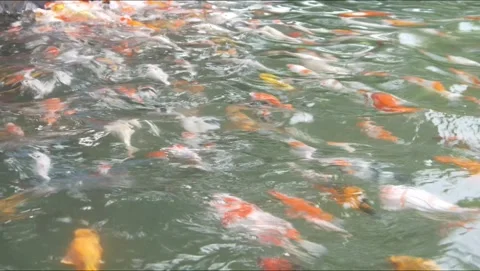 A group of brightly colored koi and goldfish swim in a clear pond Stock Footage 315190326