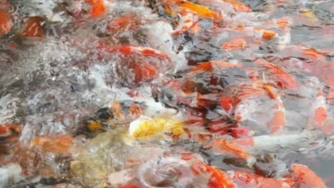 A group of brightly colored koi and goldfish swim in a clear pond Stock Footage 315190329
