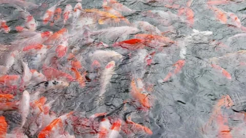 A group of brightly colored koi and goldfish swim in a clear pond Stock Footage 315190331