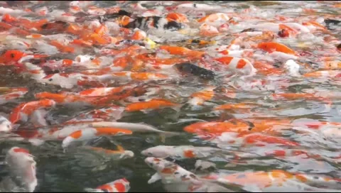 A group of brightly colored koi and goldfish swim in a clear pond Stock Footage 315190338