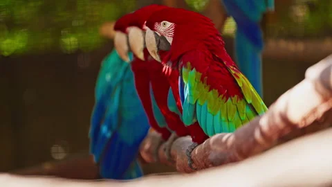 A group of brightly colored parrots sitting on a perch. Parrots are colorful Stock Footage 305541998