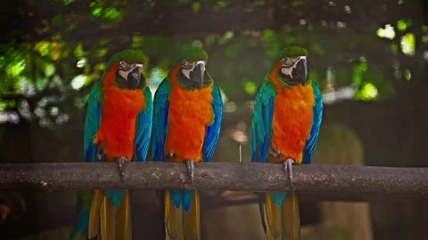 A group of brightly colored parrots sitting on a perch. Parrots are colorful Stock Footage 305634594