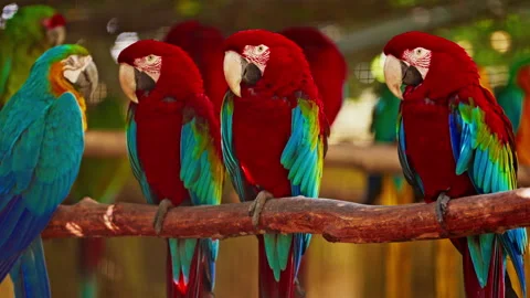 A group of brightly colored parrots sitting on a perch. Parrots are colorful Stock Footage 305841358