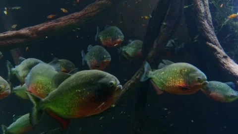 A group of brightly colored piranhas Stock Footage 252224531
