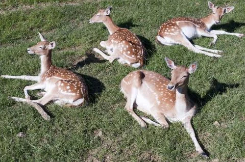 Group of Brocket Stock Photos