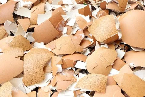 Group of broken egg shells in plastic flower pot. Recycling kitchen waste, Stock Photos