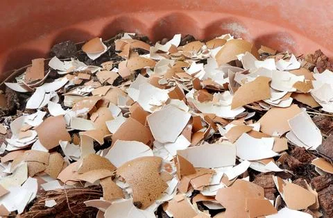 Group of broken egg shells in plastic flower pot. Recycling kitchen waste Stock Photos