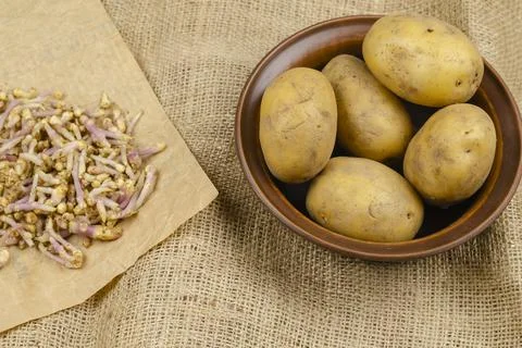 Group of broken off sprouts and five raw potatoes. Stock Photos