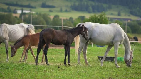 Group of brown and white Arabian horses grazing on green field, dark small .. Stock Footage 296162484