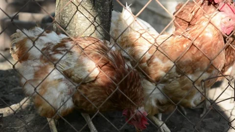 A group of brown and white hens walks and moves together behind a wire fence 動画素材 343310524