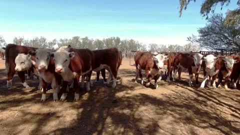 Group of brown and white Polled Hereford calves locked in a pen. 4K footage Stock Footage 253602014