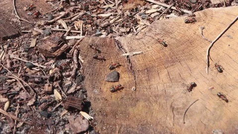A group of brown ants are working on a tree cut looking for food. Insect nest Stock Footage 157417424