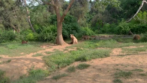 A Group of Brown Bears From Aerial Stock Footage 149468209