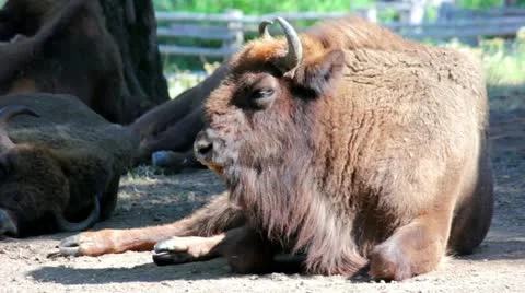 Group of brown bisons laying on the ground Stock Footage 11517467