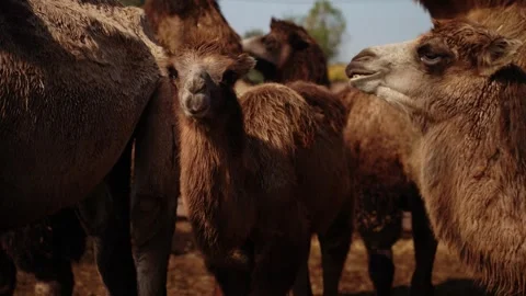 Group of brown camels standing together outdoors in daylight Stock-Footage 347594792