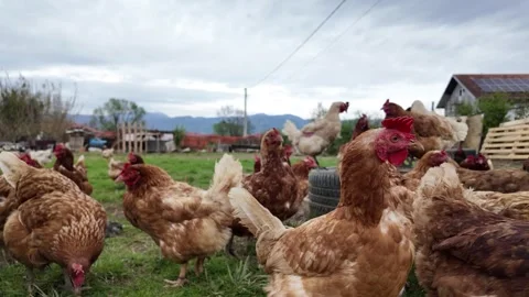 A group of brown chickens. Stock Footage 317680878