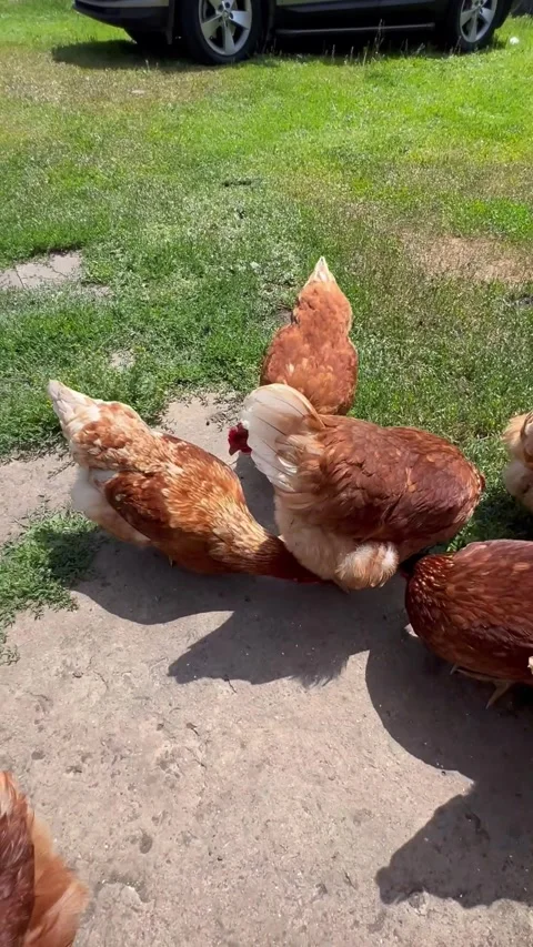 A group of brown chickens foraging on a farm. The scene includes green grass and Stock Footage 318839888