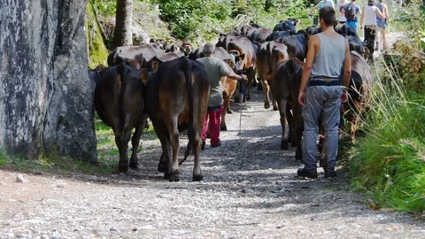 Group of brown cows with breeders Stock-Footage 116592293
