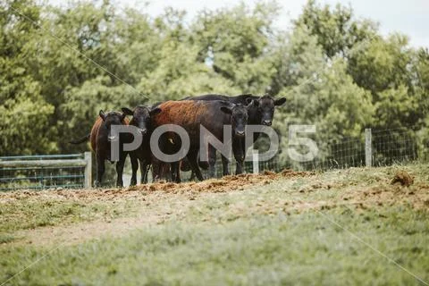 Group of brown cows in field staring at camera Stock Photos