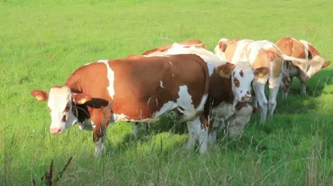 Group of brown cows in the pasture Stock Footage 11449997