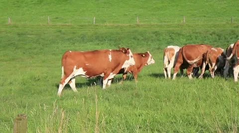 Group of brown cows at pasture Video stock 11450441