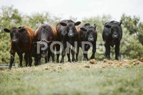 Group of brown cows standing in field surrounded by flies Stock Photos