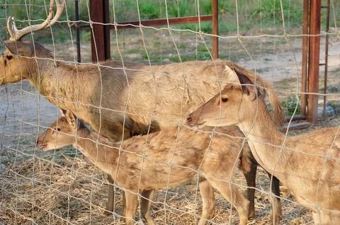 Group Of Brown Deer Behind Wire Farm Fence Stock Photos