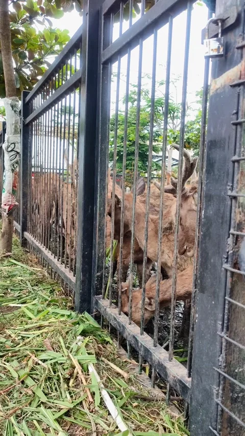 A  group of brown deer Video stock 301295448