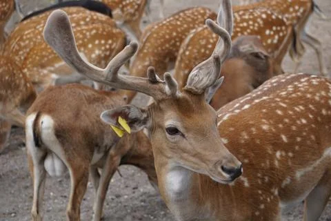 Group of brown deer with white dots, big horns and yellow stamps on their ear Stock Photos