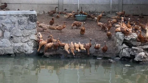 Group of brown Ducks drinking river water on the riverbank Stock Footage 250146149