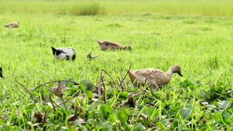 A group of brown ducks searching for food in green field Stock Footage