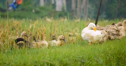 Group of Brown Ducks Walking on Rice Field Terraces. 4K. Bali, Indonesia. Stock Footage 131968687