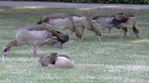 Group of Brown Feathered Ducks Pecking at Grass Stock Footage 82786153