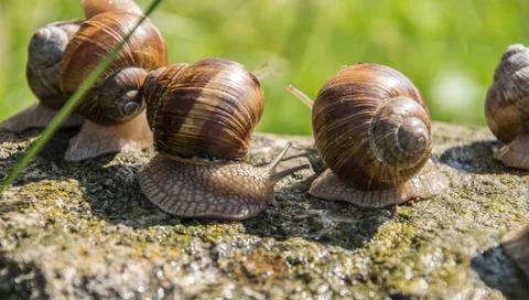 Group of brown grape snails sits on the gray stone in summer. Stock Photos