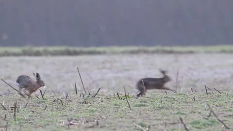 Group of brown hares sitting in a field during the mating season Stock Footage 273603545